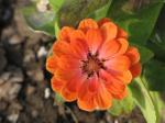 Zinnia