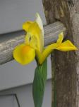 Tall Dutch Iris