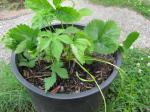 Strawberry plant...