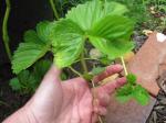 plantlets at the end of the stem...