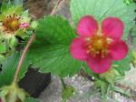 little strawberry blossom