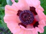 Oriental Poppy