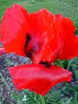 Oriental Poppy