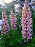 Lupins