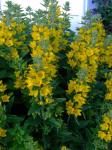 Garden Loosestrife