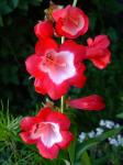 Penstemon