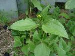 same as first plant different view .is  it a weed?