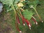 Alaskan rhubarb sure gets big