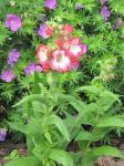 Penstemon