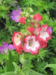 Penstemon (close-up)