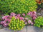 Sedum and dianthus raspberry parfait