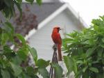 Cardinal