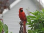 Cardinal