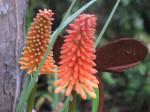 torch lilly close-up