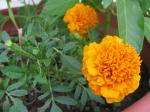 all orange marigold