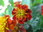 mariguard! (marigold)