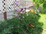 Columbines & Poppies