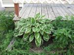 Hosta