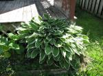 Hosta