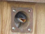 Baby Tree Swallow