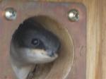 Baby Tree Swallow