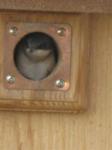 Baby Tree Swallow