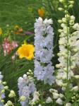 Delphinium, blue and white