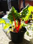 Rainbow Chard