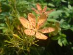 Leopard Flower