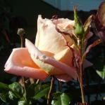 Raspberry-scented rose