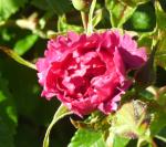 Carnation-like rose