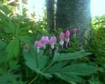 Bleeding heart