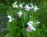 Showy Ladyslipper