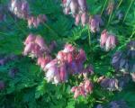 Fern Leaf Bleeding Heart