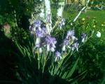 Iris in my Birch Garden