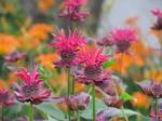 bee balm and tiger lillies