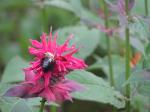 bee on bee balm