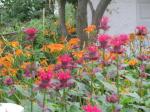 bee balm and tiger lillies under the dogwood