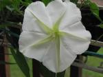 First Moonflower for 2009