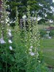 Delphiniums