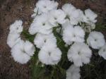 White Dianthus