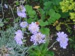Scabious 'Butterfly blue'