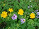 Trollius & Verbena