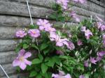 Clematis 'Comtesse de bouchaud'