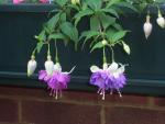 Trailing 'Blue Mirage'