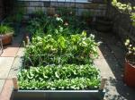 Raised veg bed