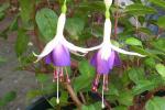 Bush 'Carmel Blue'