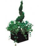 Boxwood Planter - Fine Gardening