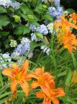 Tiger lily and hydrangea