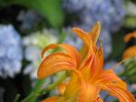 Orange tiger lilly 